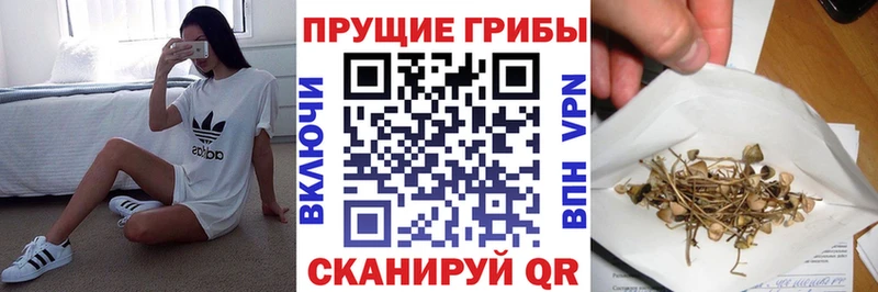 как найти наркотики  Чегем  МЕГА зеркало  Галлюциногенные грибы прущие грибы 